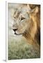 African Lion (Panthera Leo), Zambia, Africa-Janette Hill-Framed Photographic Print