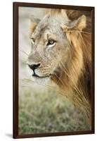 African Lion (Panthera Leo), Zambia, Africa-Janette Hill-Framed Photographic Print