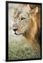 African Lion (Panthera Leo), Zambia, Africa-Janette Hill-Framed Photographic Print