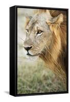 African Lion (Panthera Leo), Zambia, Africa-Janette Hill-Framed Stretched Canvas
