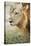 African Lion (Panthera Leo), Zambia, Africa-Janette Hill-Stretched Canvas