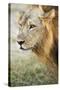 African Lion (Panthera Leo), Zambia, Africa-Janette Hill-Stretched Canvas