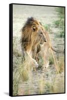 African Lion (Panthera Leo), Zambia, Africa-Janette Hill-Framed Stretched Canvas