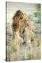 African Lion (Panthera Leo), Zambia, Africa-Janette Hill-Stretched Canvas