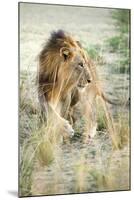 African Lion (Panthera Leo), Zambia, Africa-Janette Hill-Mounted Premium Photographic Print