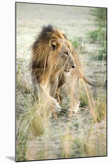 African Lion (Panthera Leo), Zambia, Africa-Janette Hill-Mounted Premium Photographic Print