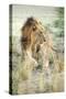 African Lion (Panthera Leo), Zambia, Africa-Janette Hill-Stretched Canvas