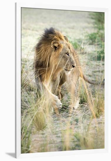 African Lion (Panthera Leo), Zambia, Africa-Janette Hill-Framed Photographic Print