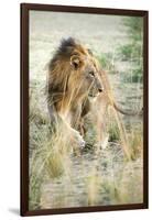 African Lion (Panthera Leo), Zambia, Africa-Janette Hill-Framed Photographic Print