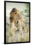 African Lion (Panthera Leo), Zambia, Africa-Janette Hill-Framed Photographic Print