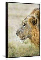 African Lion (Panthera Leo), Zambia, Africa-Janette Hill-Framed Stretched Canvas