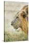 African Lion (Panthera Leo), Zambia, Africa-Janette Hill-Stretched Canvas