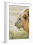 African Lion (Panthera Leo), Zambia, Africa-Janette Hill-Framed Photographic Print