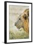 African Lion (Panthera Leo), Zambia, Africa-Janette Hill-Framed Photographic Print