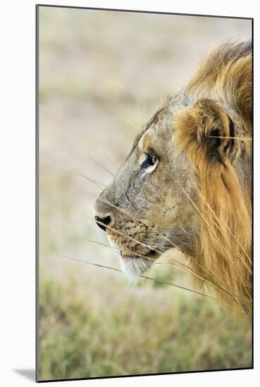 African Lion (Panthera Leo), Zambia, Africa-Janette Hill-Mounted Photographic Print