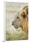 African Lion (Panthera Leo), Zambia, Africa-Janette Hill-Framed Photographic Print