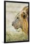 African Lion (Panthera Leo), Zambia, Africa-Janette Hill-Framed Photographic Print