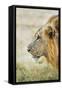 African Lion (Panthera Leo), Zambia, Africa-Janette Hill-Framed Stretched Canvas
