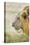 African Lion (Panthera Leo), Zambia, Africa-Janette Hill-Stretched Canvas