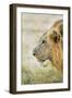 African Lion (Panthera Leo), Zambia, Africa-Janette Hill-Framed Photographic Print