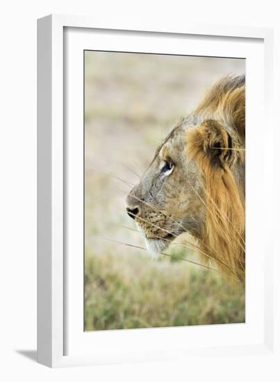 African Lion (Panthera Leo), Zambia, Africa-Janette Hill-Framed Photographic Print