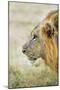 African Lion (Panthera Leo), Zambia, Africa-Janette Hill-Mounted Photographic Print