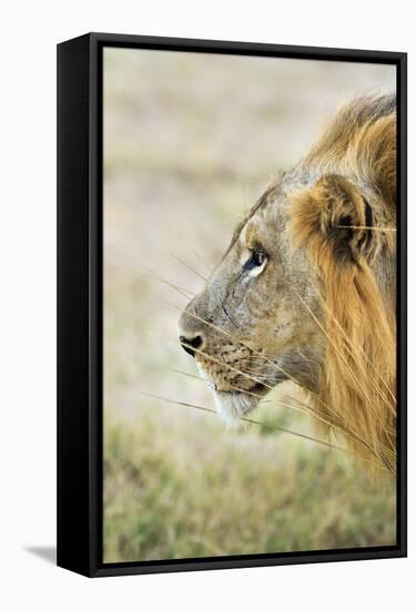 African Lion (Panthera Leo), Zambia, Africa-Janette Hill-Framed Stretched Canvas