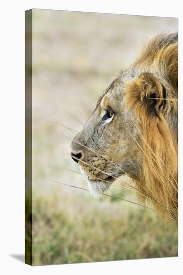 African Lion (Panthera Leo), Zambia, Africa-Janette Hill-Stretched Canvas