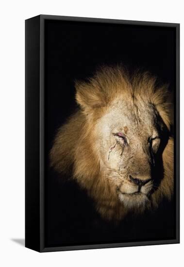 African Lion (Panthera Leo), Zambia, Africa-Janette Hill-Framed Stretched Canvas