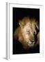 African Lion (Panthera Leo), Zambia, Africa-Janette Hill-Framed Photographic Print