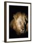 African Lion (Panthera Leo), Zambia, Africa-Janette Hill-Framed Photographic Print