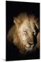 African Lion (Panthera Leo), Zambia, Africa-Janette Hill-Mounted Photographic Print