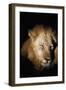 African Lion (Panthera Leo), Zambia, Africa-Janette Hill-Framed Photographic Print