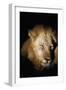 African Lion (Panthera Leo), Zambia, Africa-Janette Hill-Framed Photographic Print