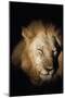 African Lion (Panthera Leo), Zambia, Africa-Janette Hill-Mounted Photographic Print