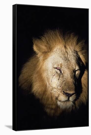 African Lion (Panthera Leo), Zambia, Africa-Janette Hill-Framed Stretched Canvas