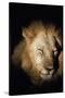 African Lion (Panthera Leo), Zambia, Africa-Janette Hill-Stretched Canvas