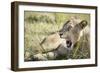 African Lion (Panthera Leo), Zambia, Africa-Janette Hill-Framed Photographic Print