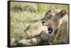 African Lion (Panthera Leo), Zambia, Africa-Janette Hill-Framed Stretched Canvas