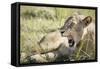 African Lion (Panthera Leo), Zambia, Africa-Janette Hill-Framed Stretched Canvas