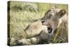 African Lion (Panthera Leo), Zambia, Africa-Janette Hill-Stretched Canvas