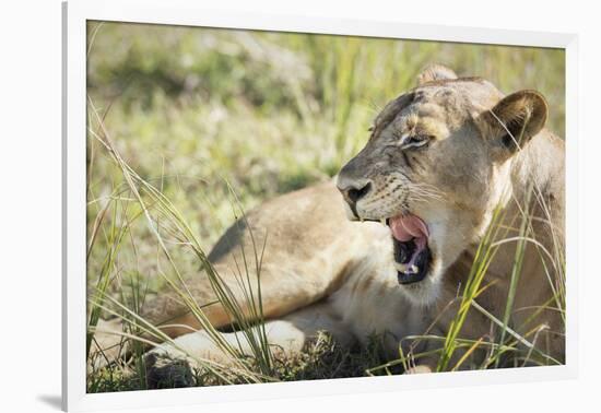 African Lion (Panthera Leo), Zambia, Africa-Janette Hill-Framed Photographic Print