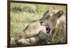 African Lion (Panthera Leo), Zambia, Africa-Janette Hill-Framed Photographic Print