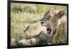 African Lion (Panthera Leo), Zambia, Africa-Janette Hill-Framed Photographic Print