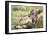 African Lion (Panthera Leo), Zambia, Africa-Janette Hill-Framed Premium Photographic Print