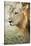 African Lion (Panthera Leo), Zambia, Africa-Janette Hill-Stretched Canvas