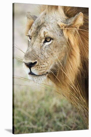 African Lion (Panthera Leo), Zambia, Africa-Janette Hill-Stretched Canvas