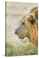 African Lion (Panthera Leo), Zambia, Africa-Janette Hill-Stretched Canvas