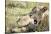 African Lion (Panthera Leo), Zambia, Africa-Janette Hill-Stretched Canvas