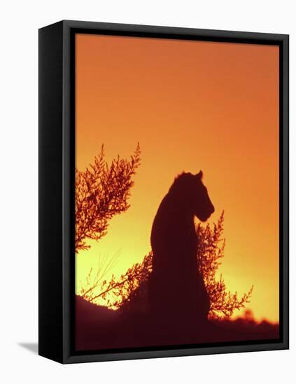 African Lion Silhouette Lions Stir, as the Sun-null-Framed Stretched Canvas